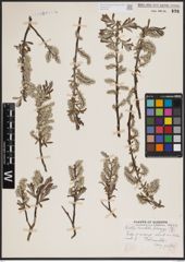 Foto von Salix candida Flüggé ex Willd.
